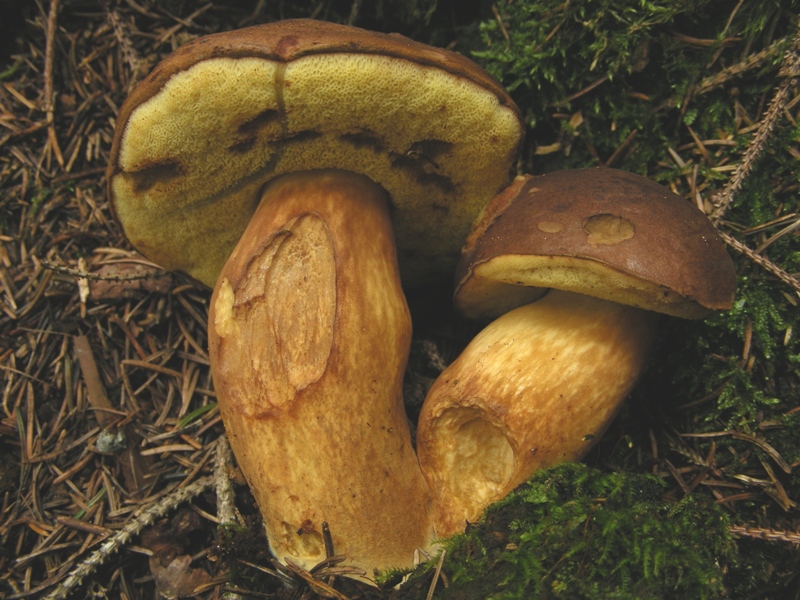 Boleti trentini, chi soffre d''invidia o siccit� non guardi